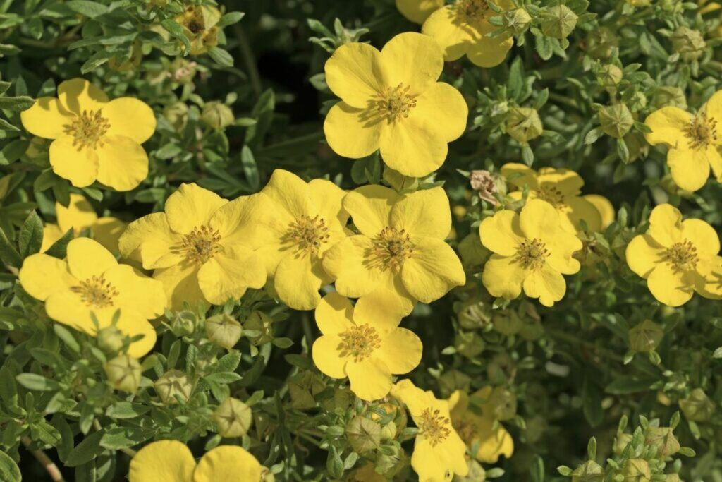 Bee friendly yellow cinquefoil flowers