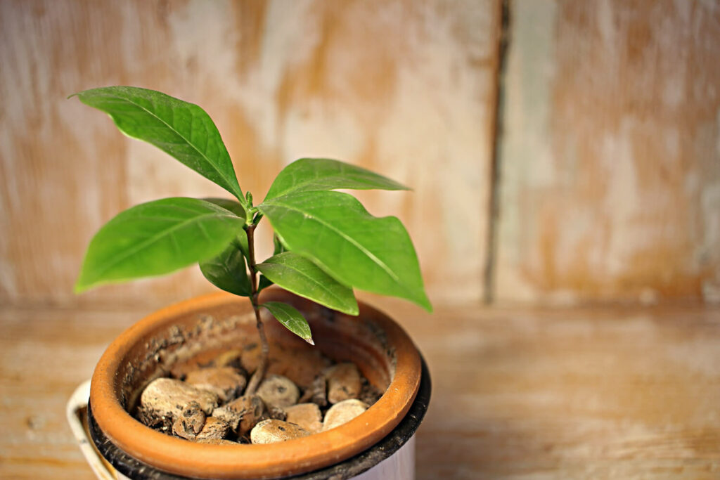 Coffee bean plant in pot
