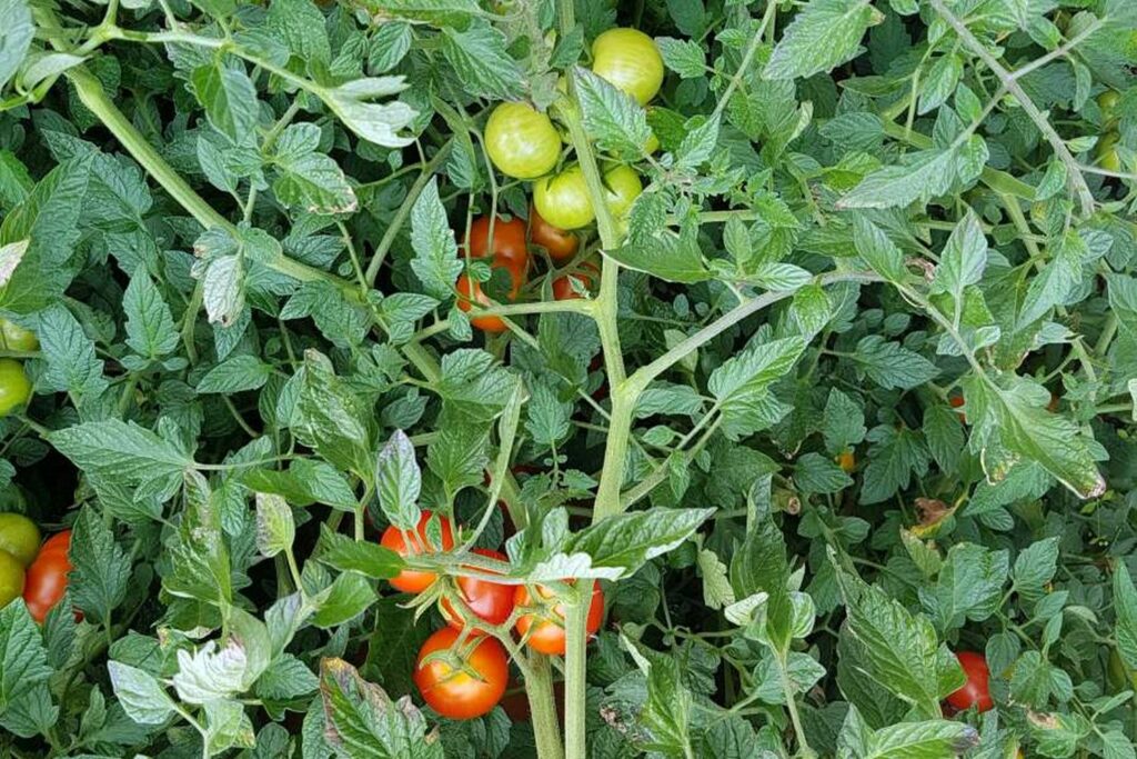 Ripening primabella tomatoes