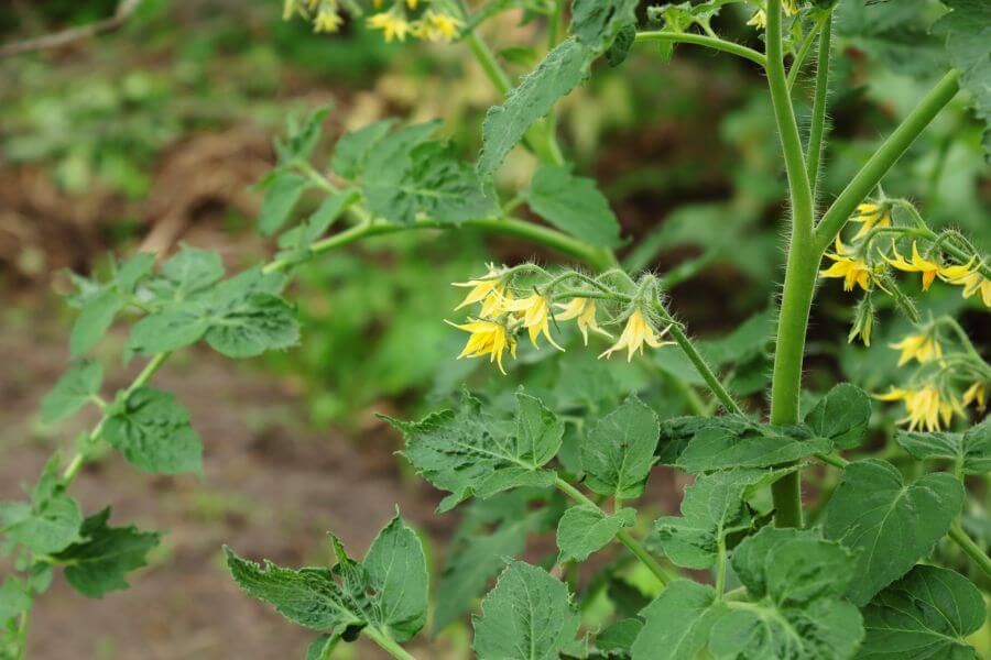 Flowering primabella tomato plant