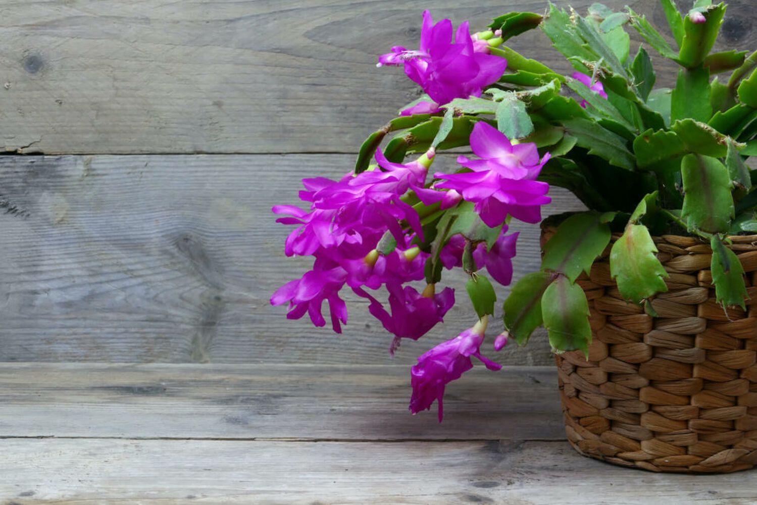 Christmas cactus: how to cultivate Schlumbergera - Plantura