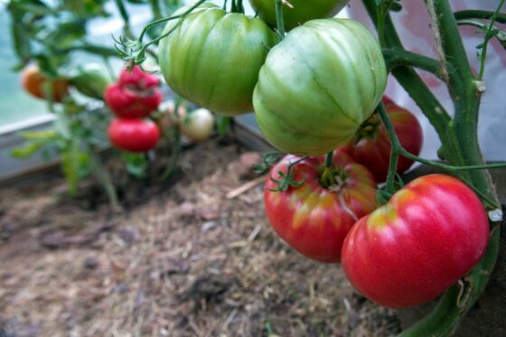Raspberry tomato: cultivation & care