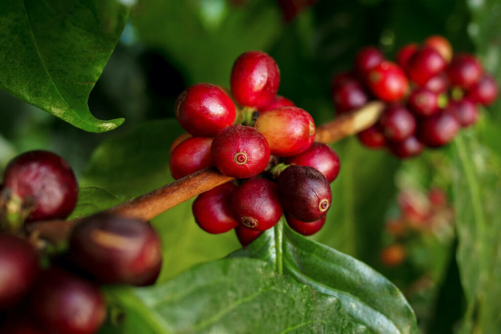 Ripe red coffee cherries