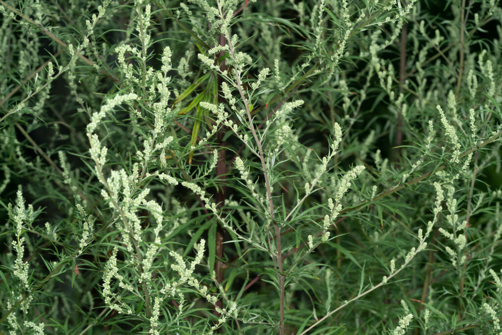 A bush of thin green leaves and small white flowers