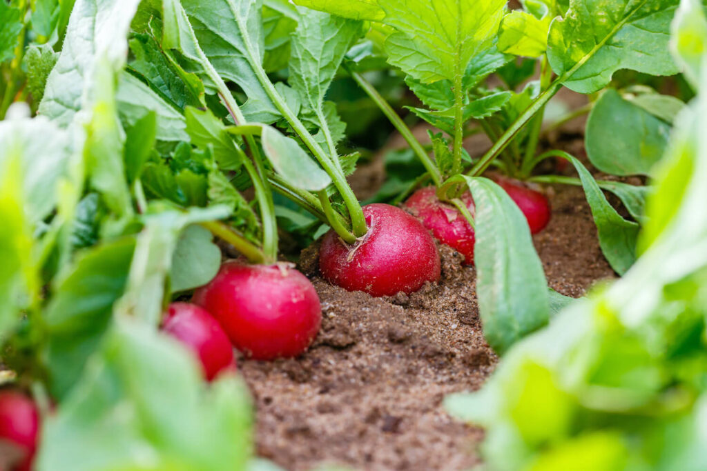 Radishes growing in autumn