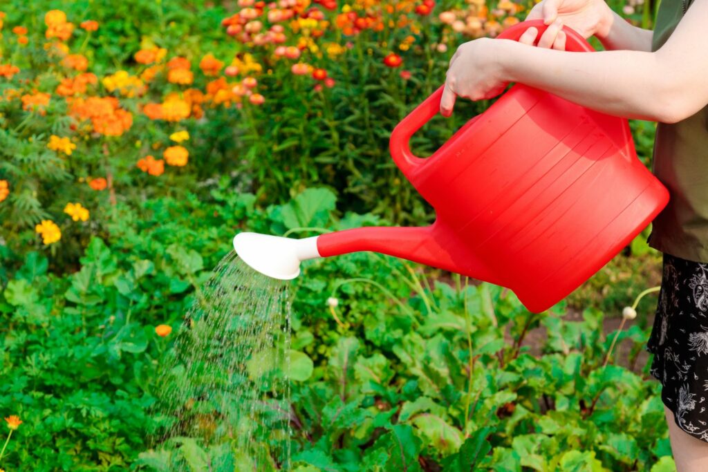 Watering using a watering can
