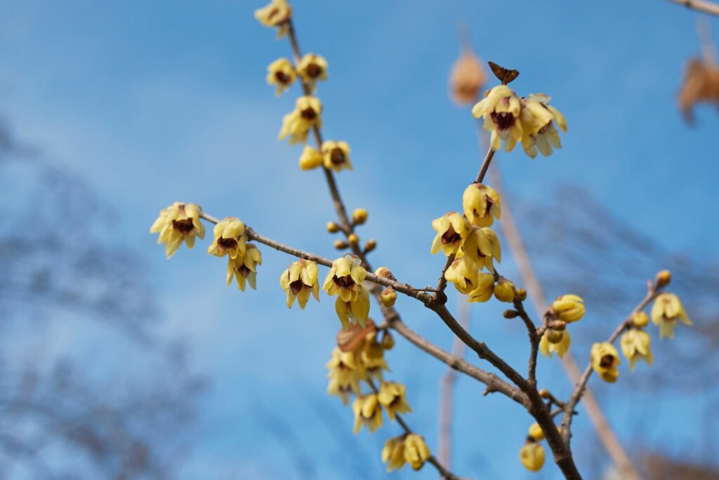 Yellow flowers growing on bare branch