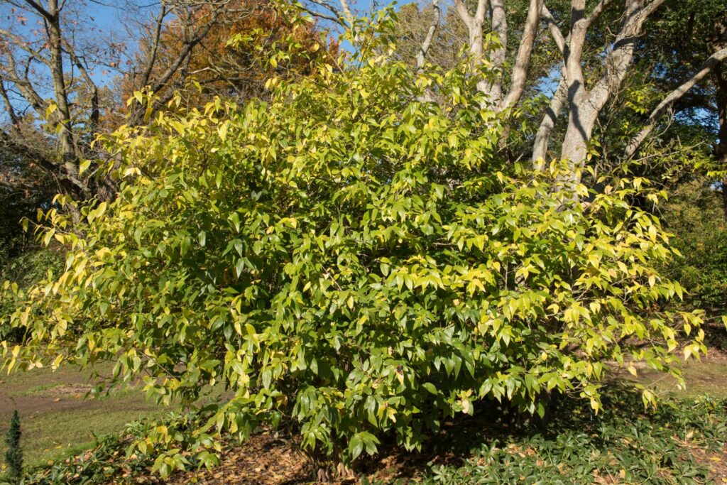 Wintersweet shrub that is wider than it is tall