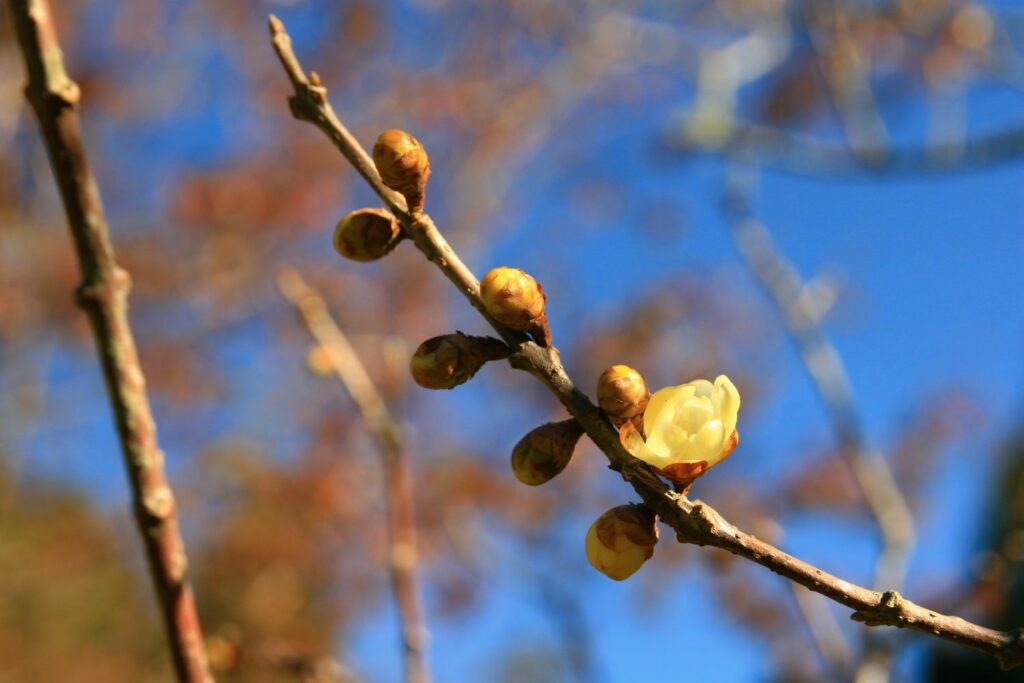 Wintersweet flower bloooming along branch covered in buds