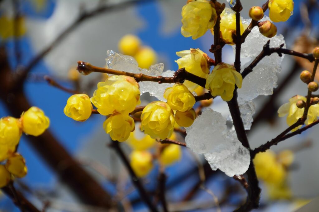 A wintersweet branch covered in flowers and snow