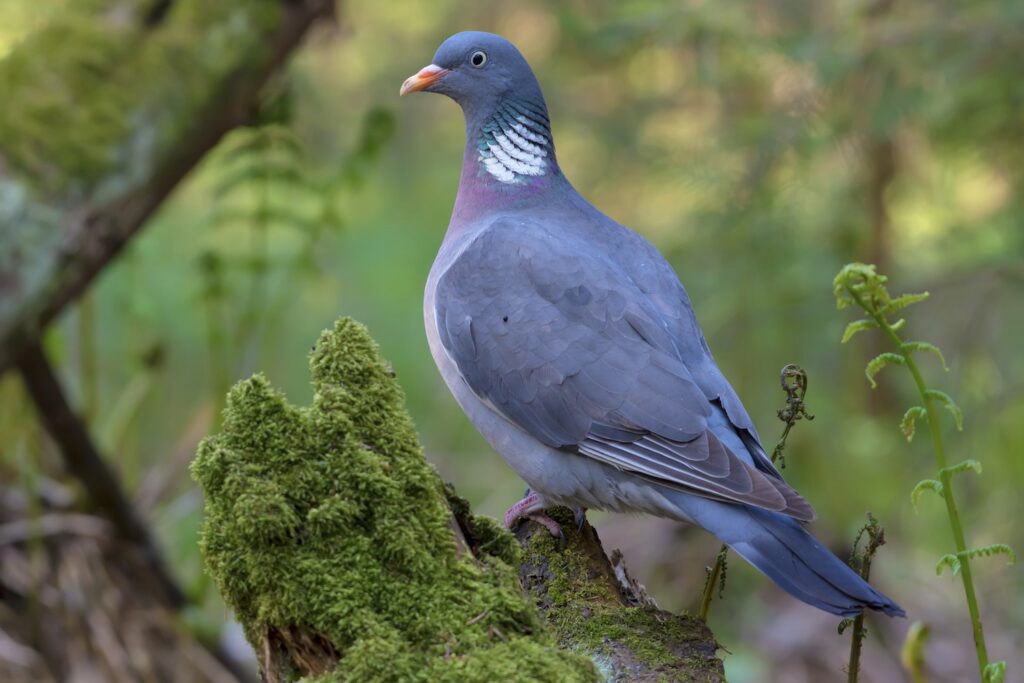 Distinctive white patches of common wood pigeon