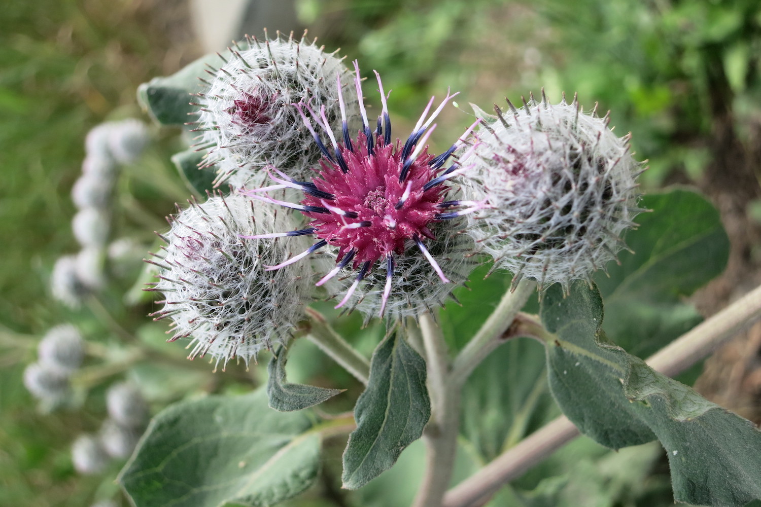 Burdock: growing, care & benefits - Plantura