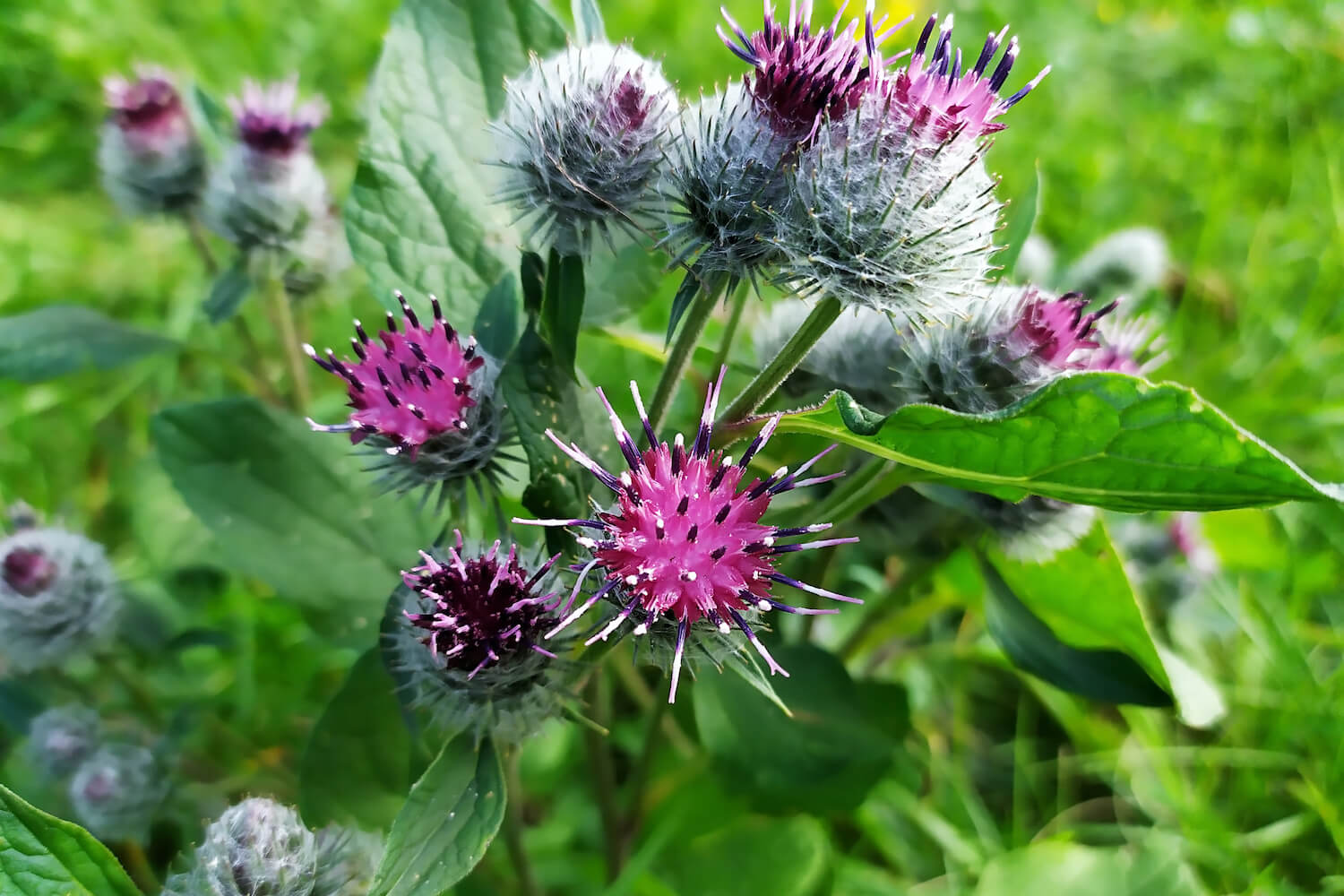 Image of Burdock leaves and flowers
