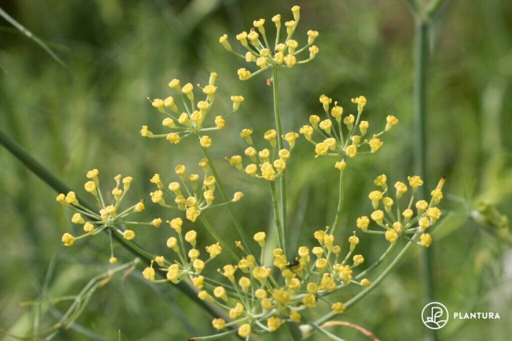 Many small yellow fennel flowers attracting insects