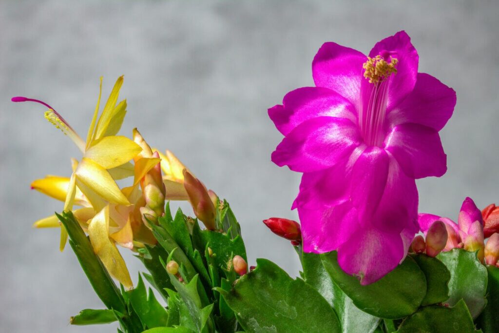 Two Christmas cacti with yellow and pink flowers