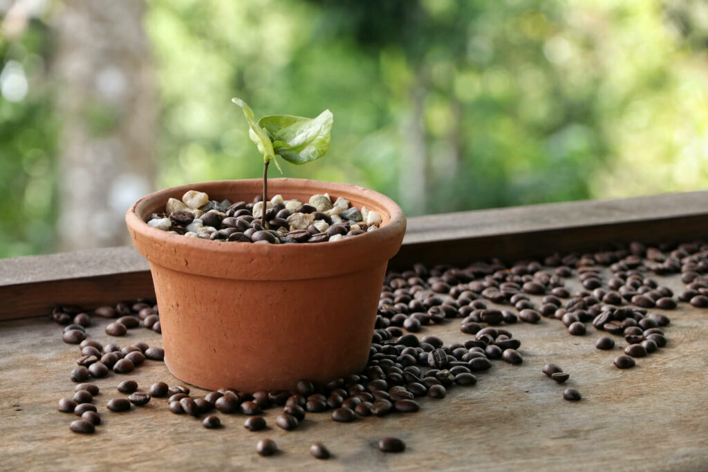 Coffee plant seedling in pot