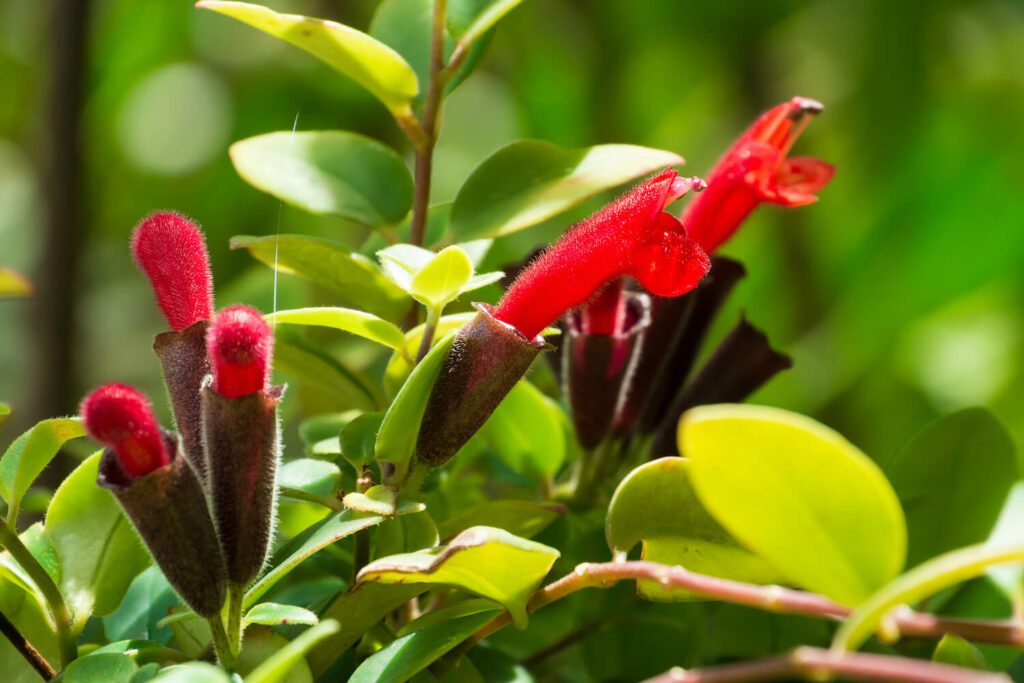 Red lipstick flowers