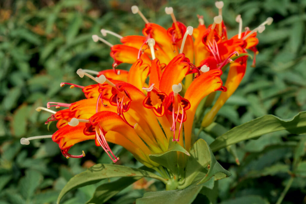 Bright red and orange lipstick flowers