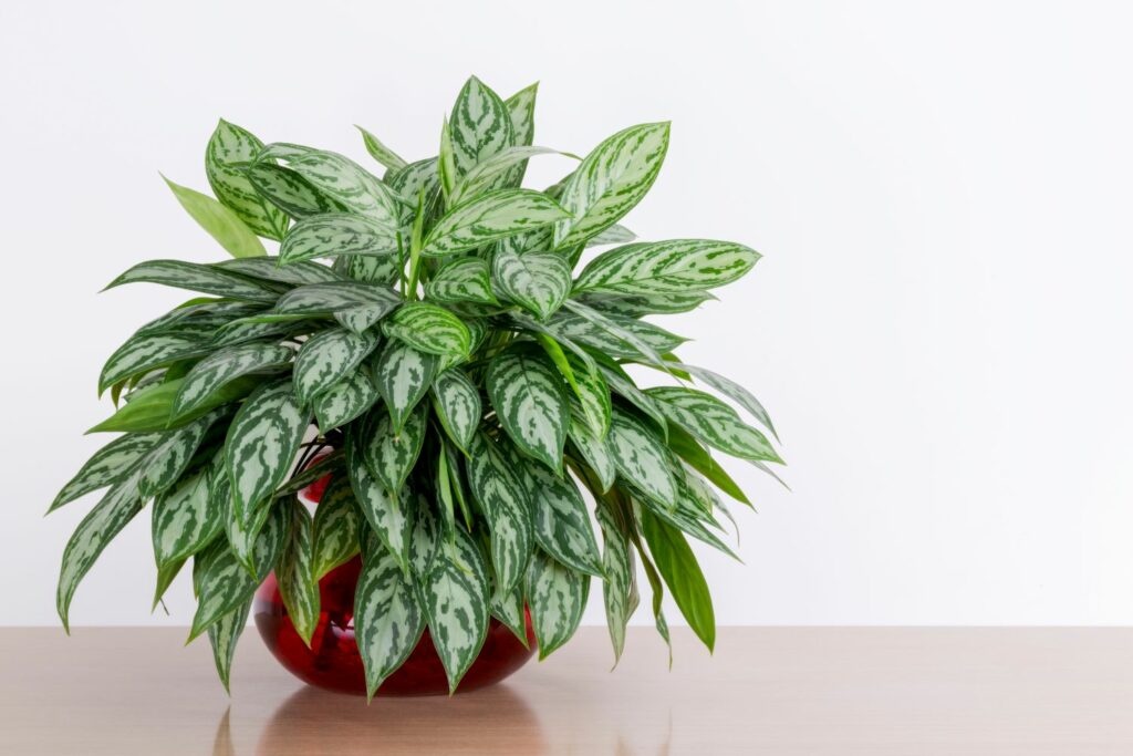 Green and silver variegated Aglaonema