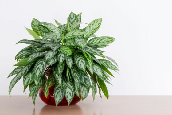 Aglaonema: origin, care & propagation of Chinese evergreens