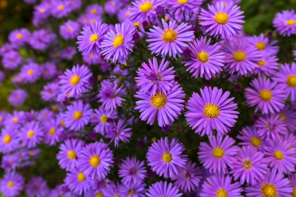 Purple asters in bloom