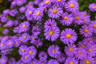 Asters: growing, pruning & winter care