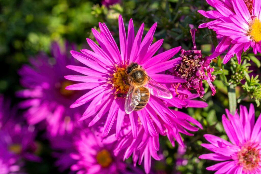 Bee friendly aster flowers
