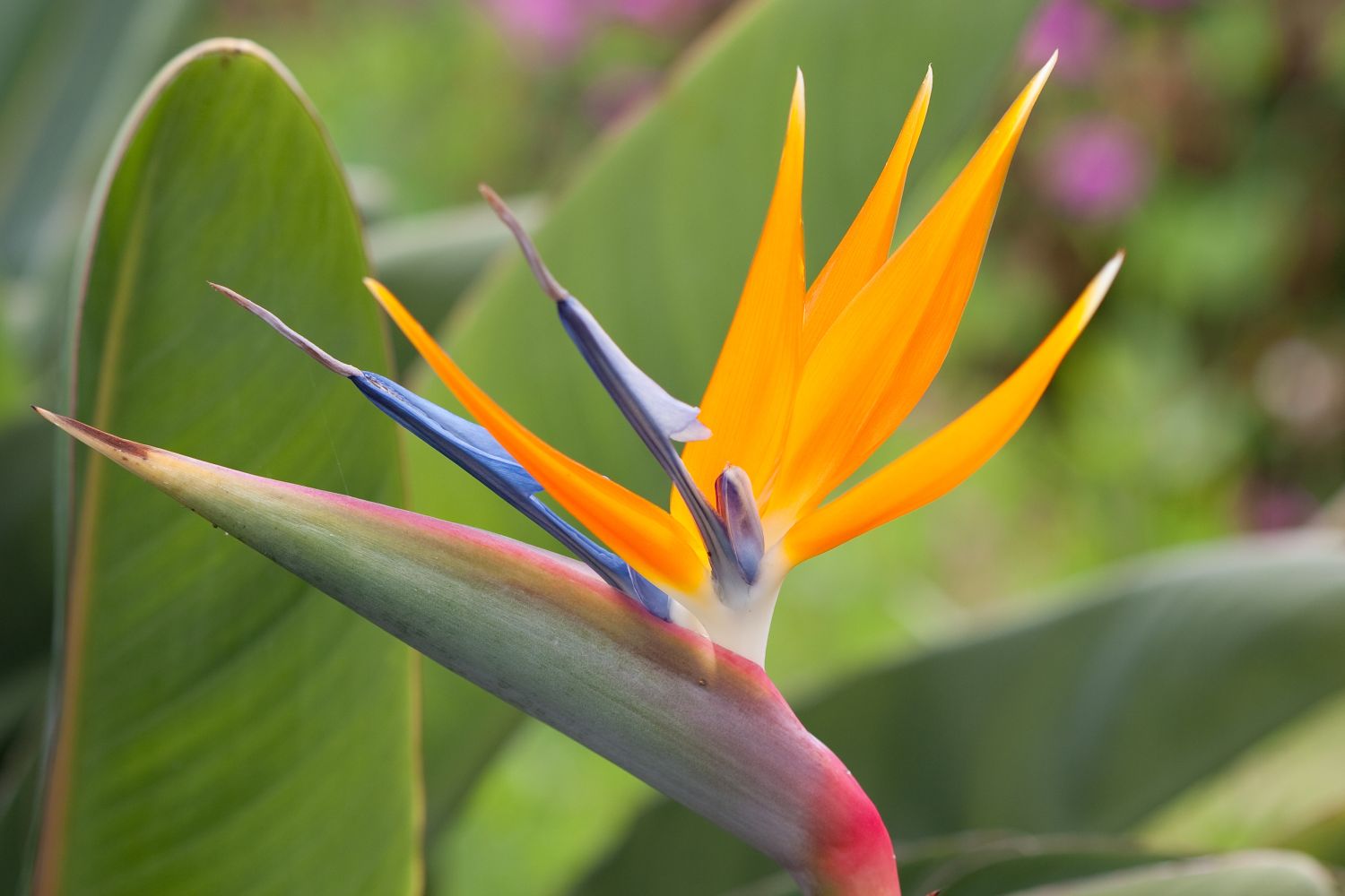 Bird of Paradise