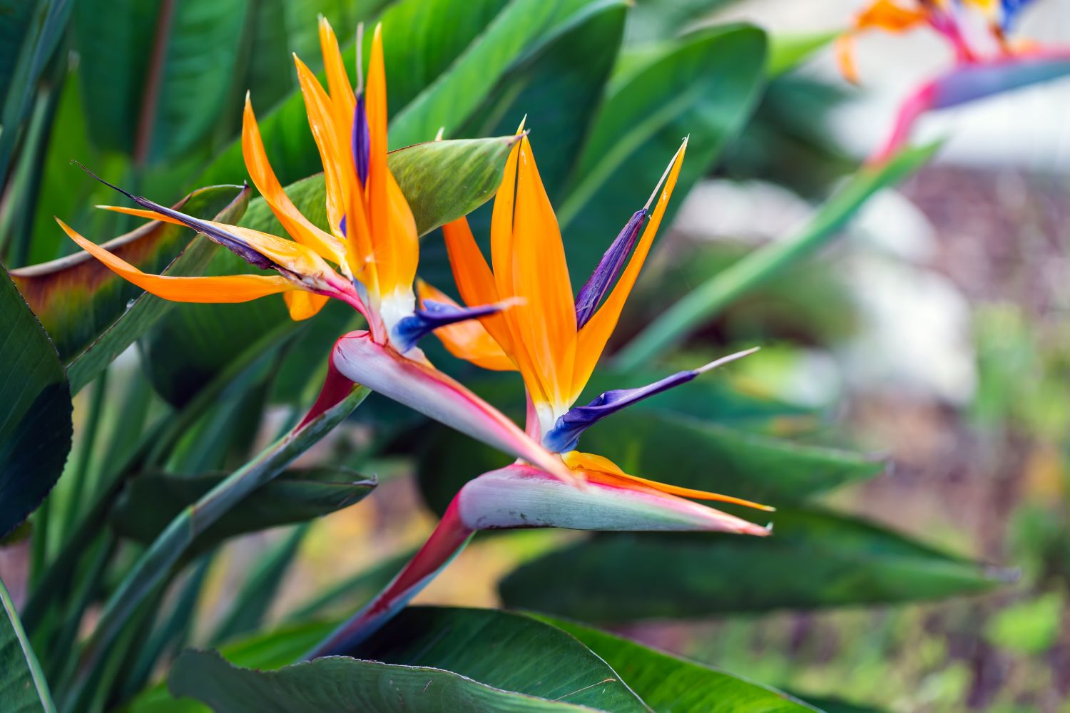 Birds Of Paradise Flower