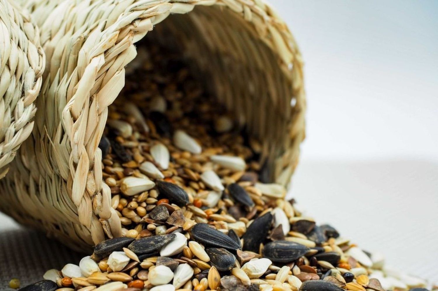 How to make your own bird food recipes & tips Plantura