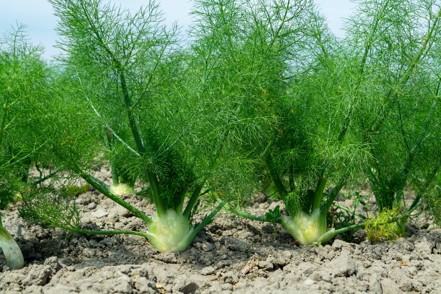 Image of Fennel and lettuce plants
