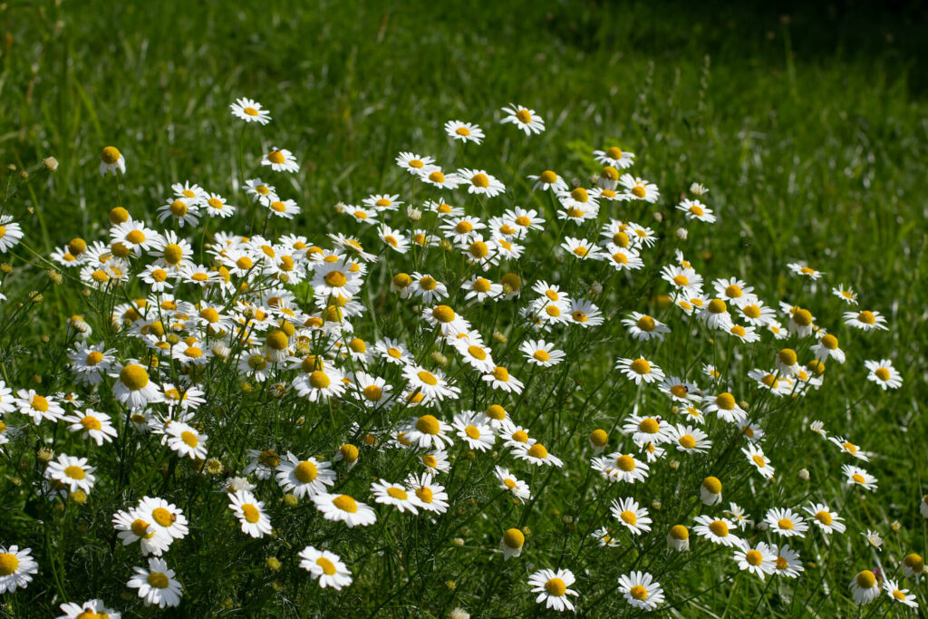 Chamomile flowers in a field