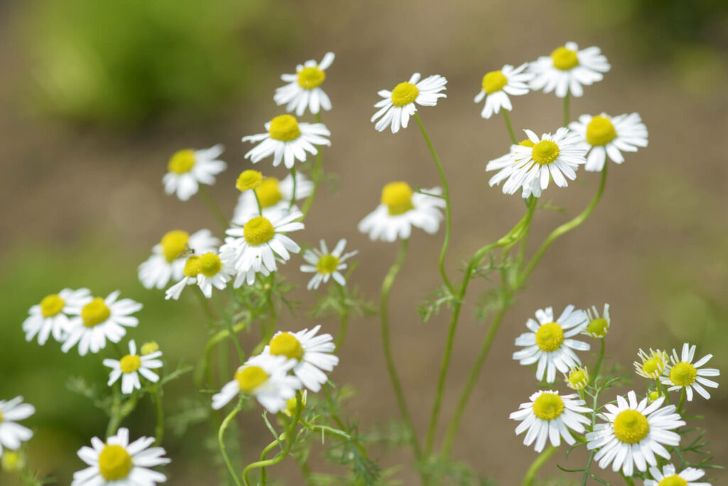 Many yellow and white chamomile flowers