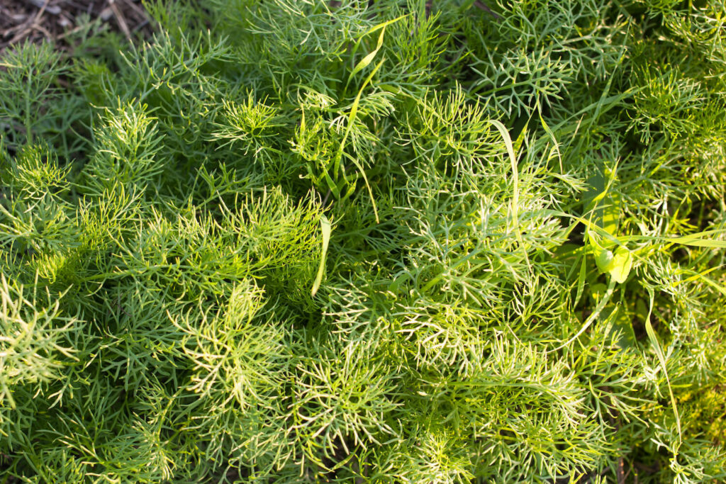 Green chamomile plant without flowers