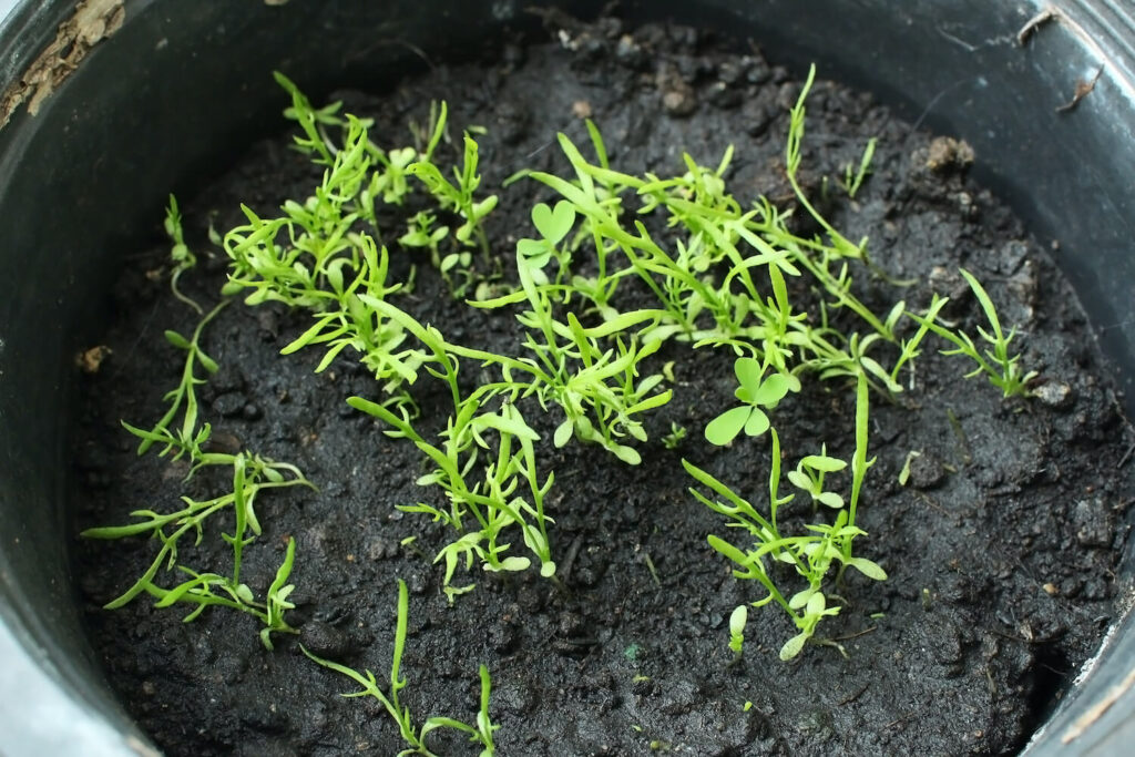 Container with chamomile seedlings