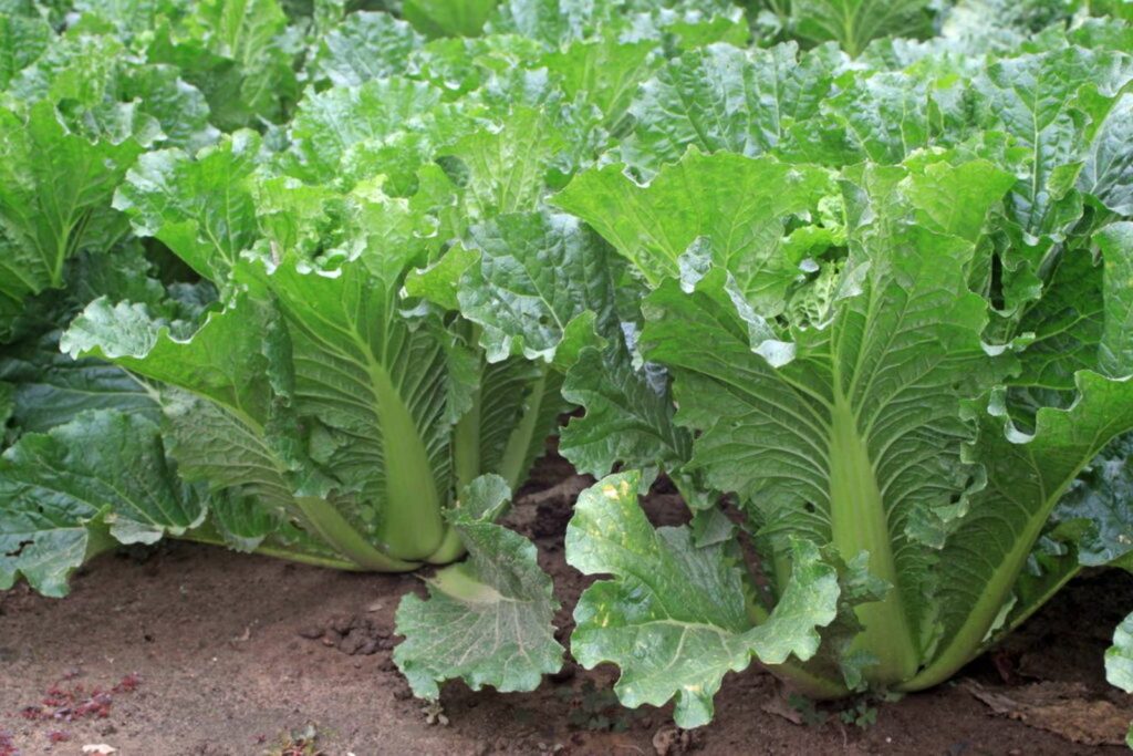 Chinese cabbage plants