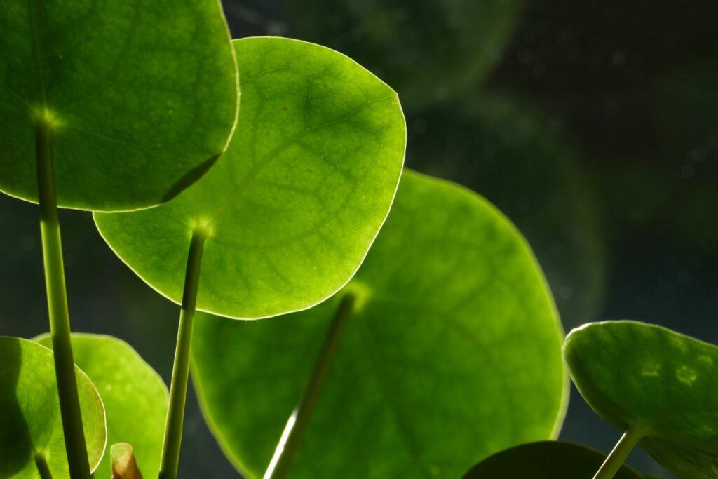 Close-up of underside of round pilea leaves