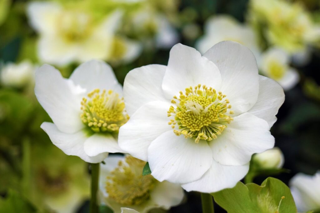 Two white Christmas rose flowers