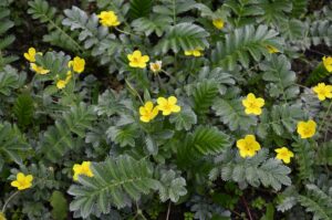 Silverweed