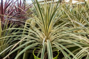 Cordyline