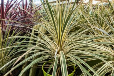 Cordyline: care, overwintering & the most beautiful species