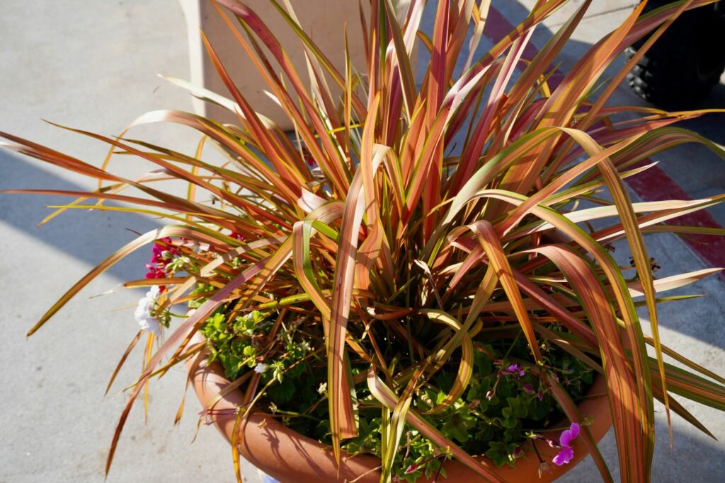 Potted cordyline outside