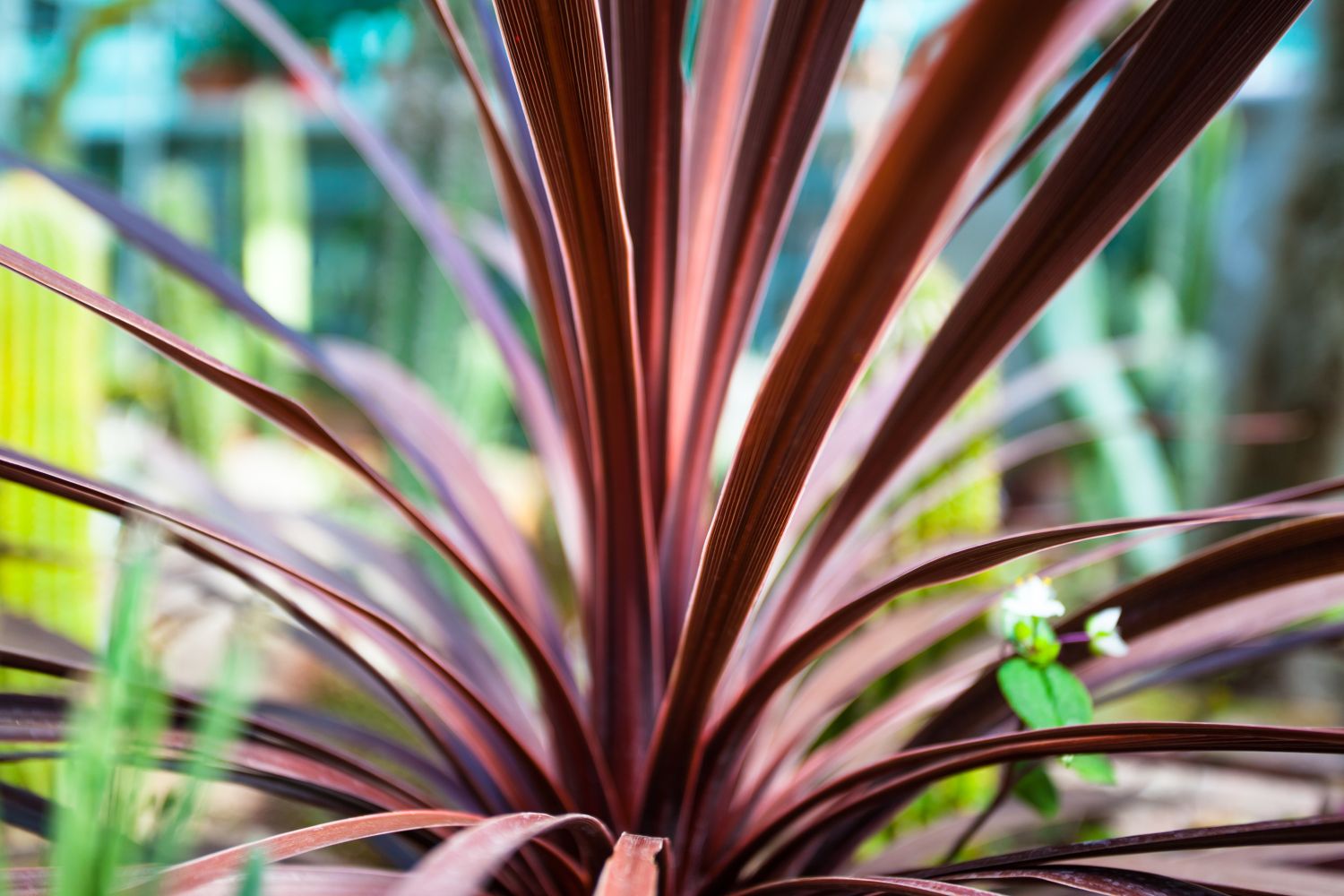 Cordyline: species, care & propagation - Plantura