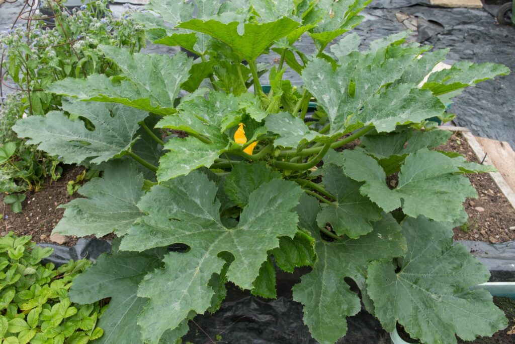 A courgette plant growing next to borage