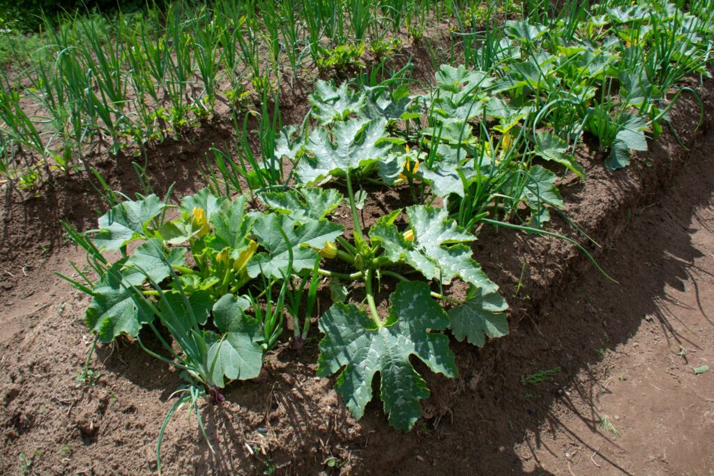 Courgettes and onions growing together in a raised garden row.