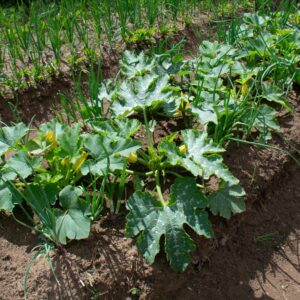 Courgette companion planting: good & bad neighbours for courgettes