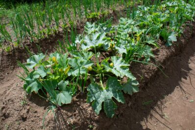 Courgette companion planting: good & bad neighbours for courgettes