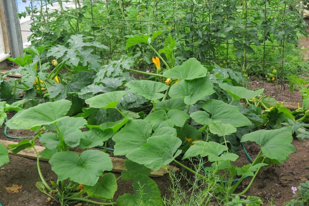 Squash and courgettes growing near each other