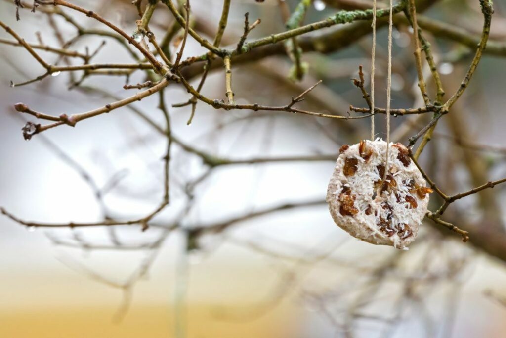 Fat ball hanging from a branch