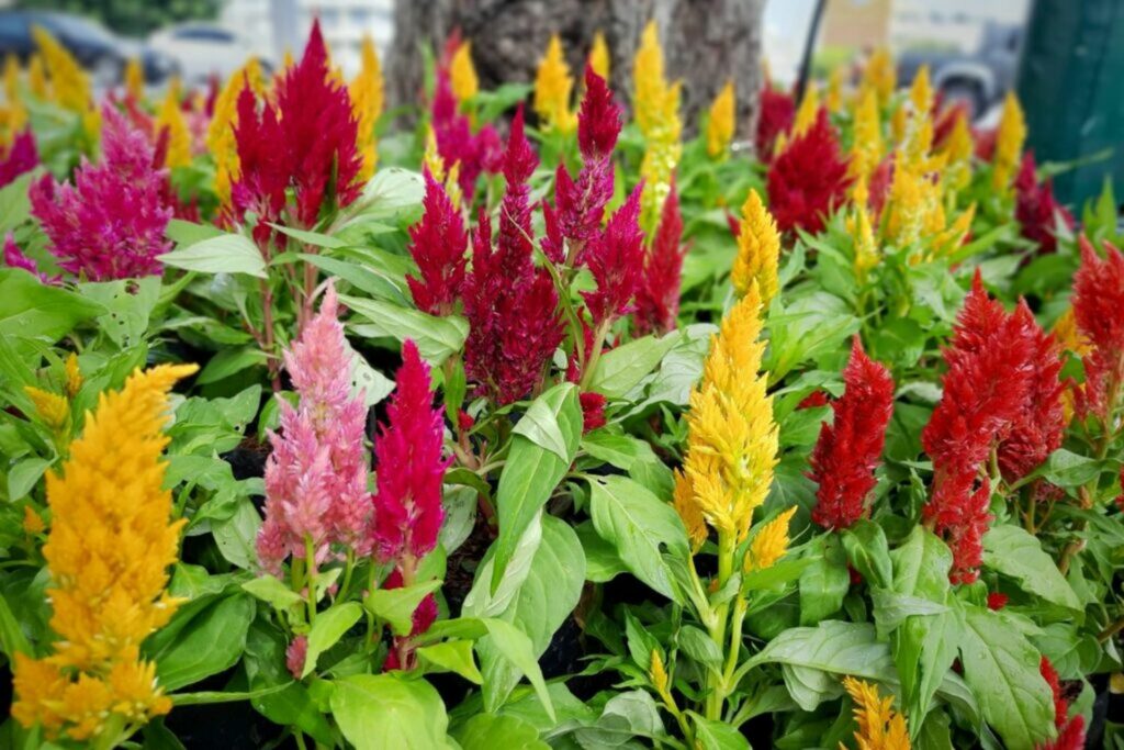Celosia flowers in various colours